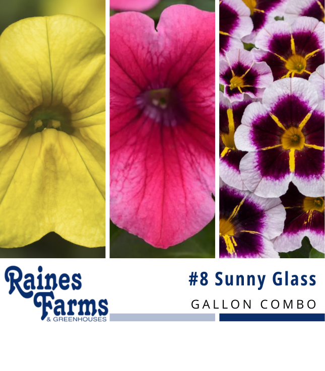 #8: Sunny Glass Gallon Combo Pot